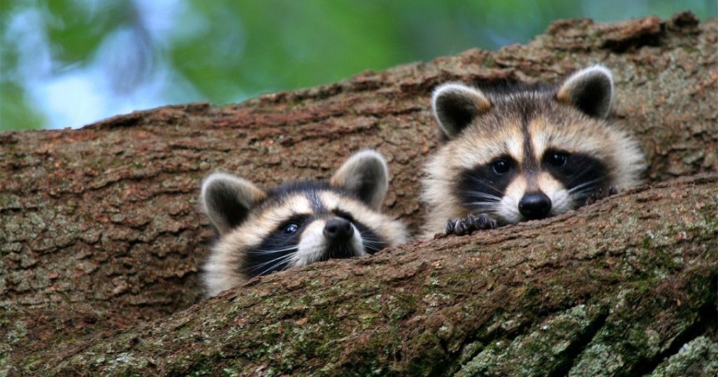 Prevention from raccoons poop