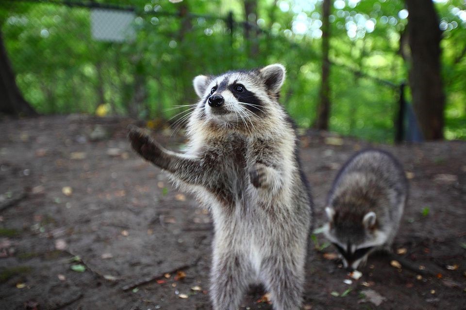 Raccoons poop in pools or attics