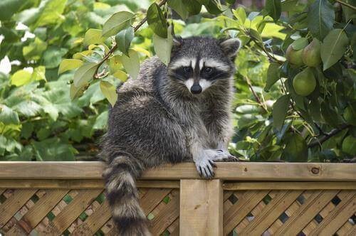 Raccoons present in your yard
